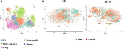 Single-Cell Transcriptional Profiling Reveals Sex and Age Diversity of Gene Expression in Mouse Endothelial Cells